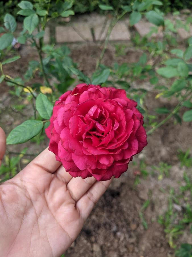 Kim'S Garden Βίλα Chi Khu Co Ong Εξωτερικό φωτογραφία